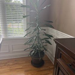 House Plant