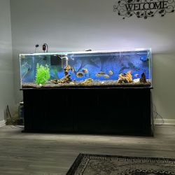 150 Gallon Acrylic Aquarium