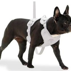 Harness And Leash
