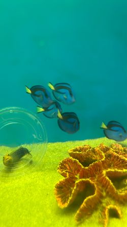 Fake Dory Toy Blue Tang 