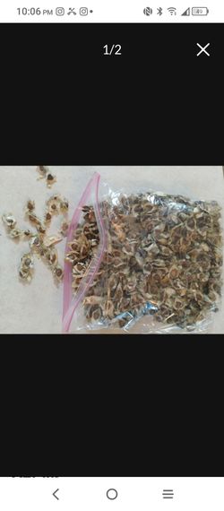Moringa Seeds