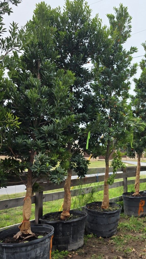 Japanese Blueberry Tree 45gallones 10ft Tall