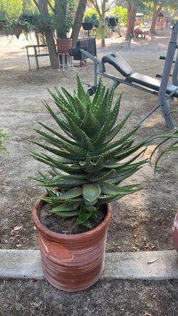 Golden Tooth Aloe with terracotta pot