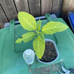 White Brugmansia Trumpet Flower Plant - Floripondio Borrachero Trompeta flor planta
