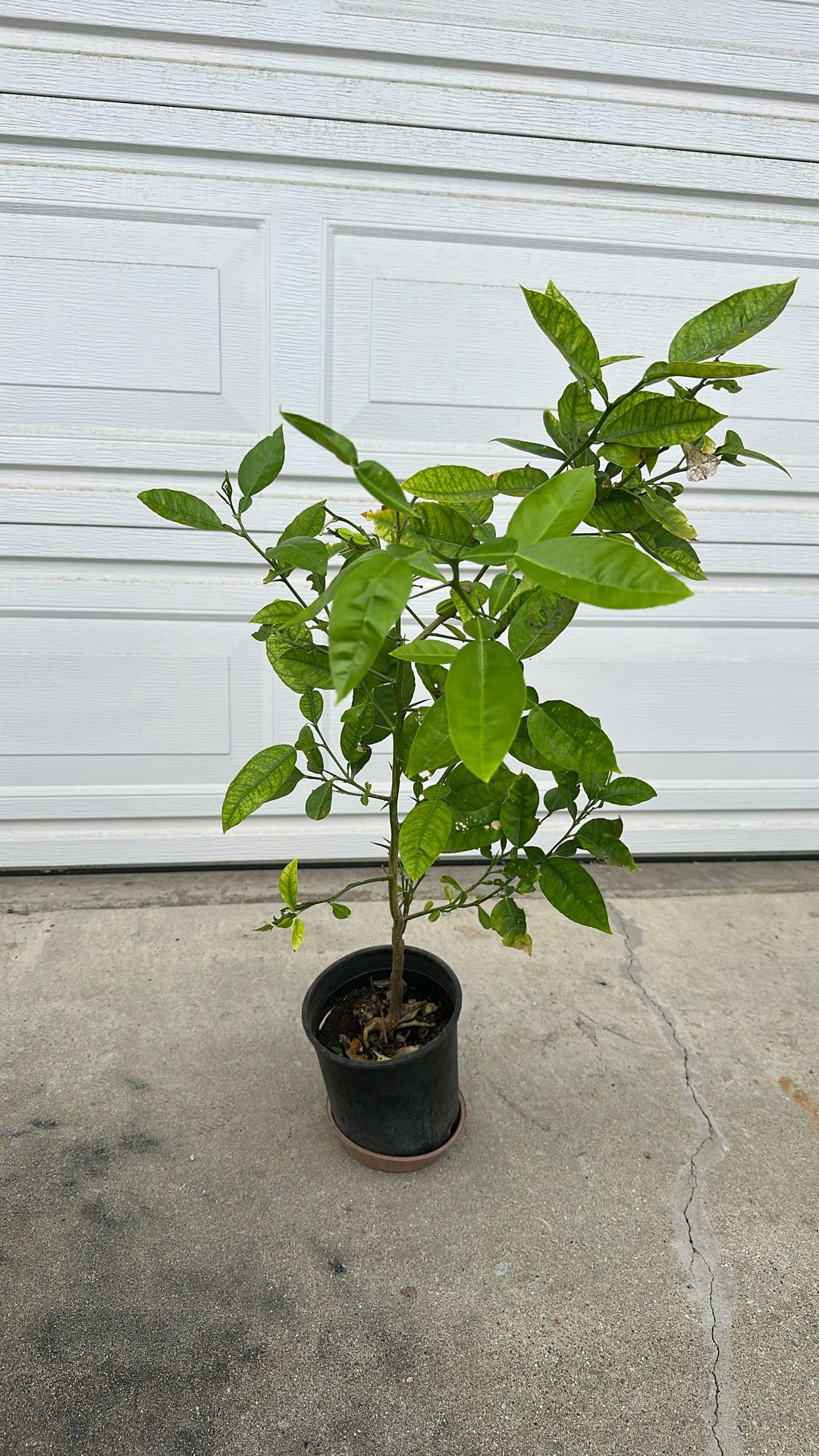 Pamelo Grapefruit Tropical Plant