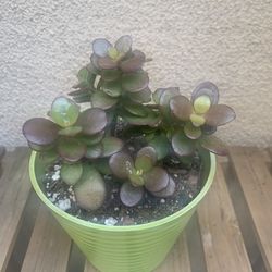 Small Jade Plant