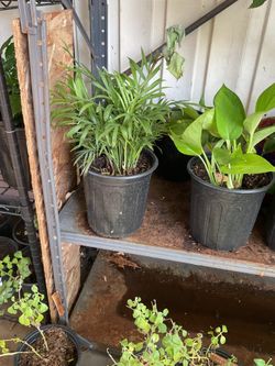 Parlor plant