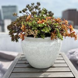 Light Gray Ceramic Pot of Succulents