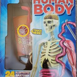 SmartLab Toys Squishy Human Body science kit.    
