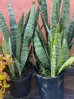 Snake plants