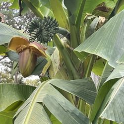 ¡GLORIOUS FRUITING BANANA PALMS!