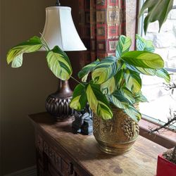 Beautiful never Never / Ctenathe Genus Plant