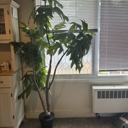 Large Faux Japanese Aralia Tree – 7 ft Artificial(Pick up)