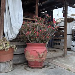 Maceta Con Corona De Cristo Color Rojo