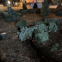 Christmas Trees For Sale OBO $$$ + Deliver 4ft - 11ft