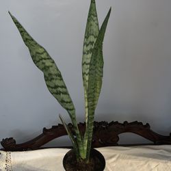 24” Snake Plant 