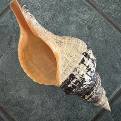 Florida Horse Conch Seashell, 10” Long, Compare To Similar Ones Online