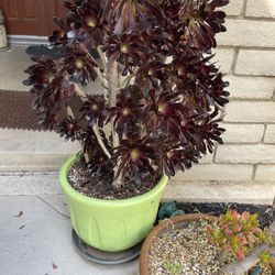 Succulents In Terracotta/ceramic Pots