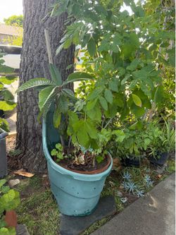 Green plant big planter with wheels loquat fruit tree/ fig