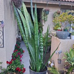 XLG Sensaveria Snake Plant $65