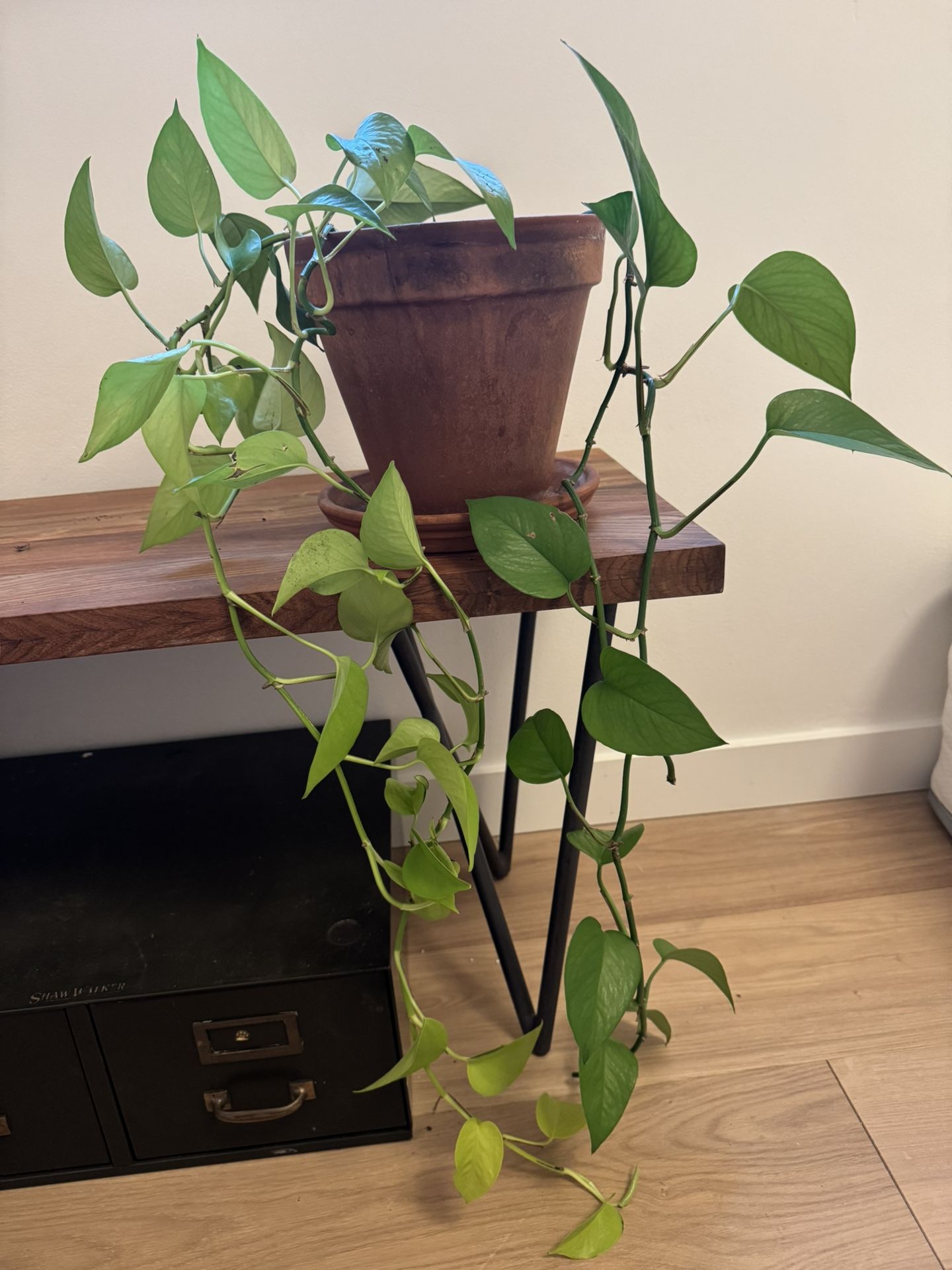 Plants! Mini Monstera And Golden Pathos