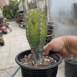 Polanskia Chichipe Cactus 