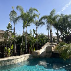 Affordable Tree Trimming 