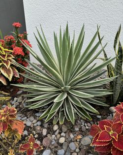 Caribbean Agave Angustifolia