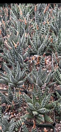 Haworthia pumila