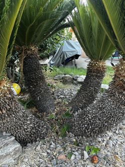 Sago Palm trees