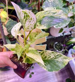 5 plants - one price
