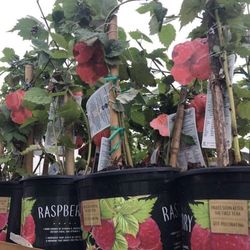 Glencoe Raspberry Seedling Plant 6-12" Tall Fully Rooted