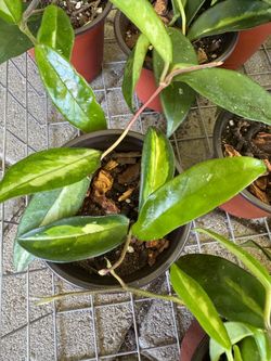Hoya Carnosa 'Krimson Princess'