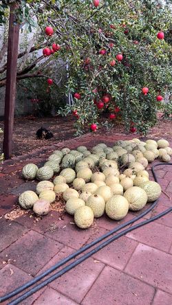 Calabazas