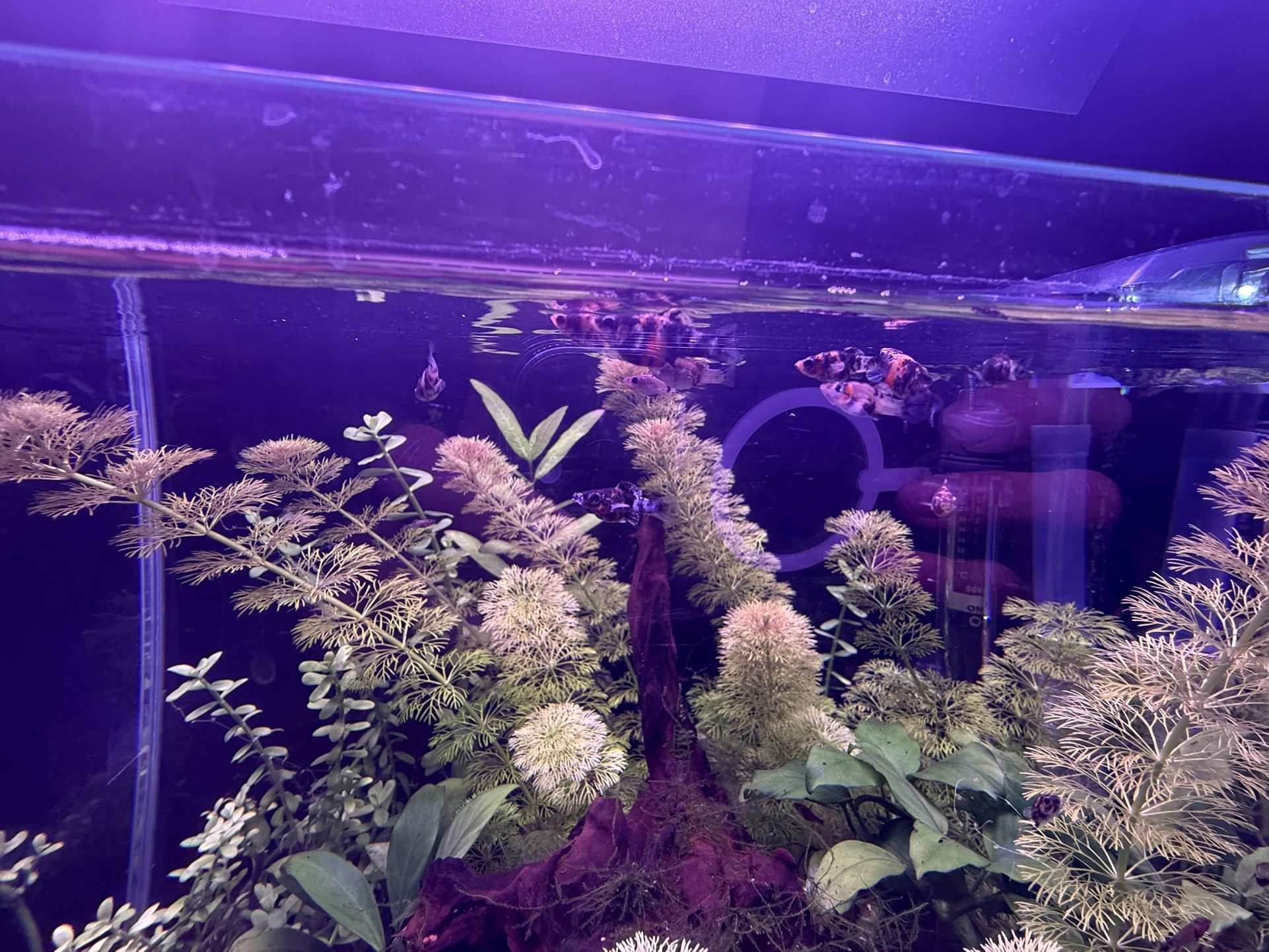 Aquarium Plants