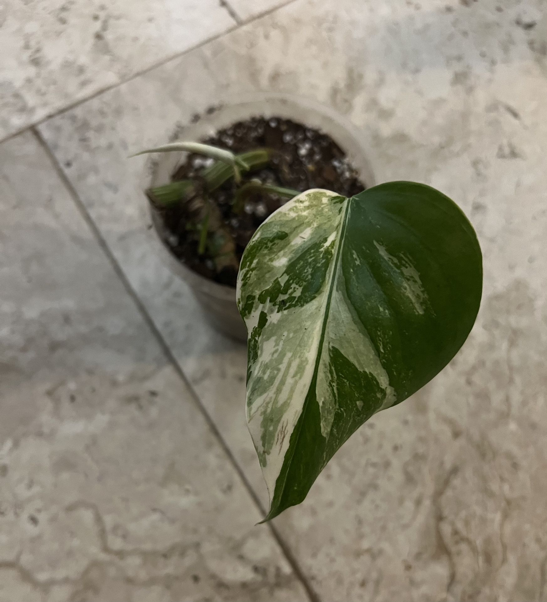 Variegated Monstera Albo Plant (pls Read Description Below)