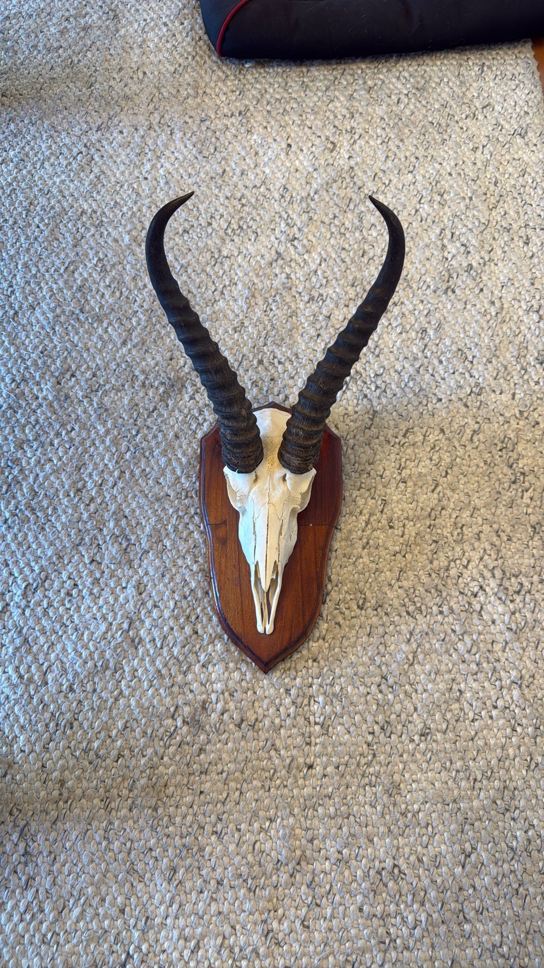 Springbok Skull On Wood Mount
