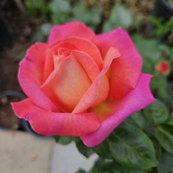 Rose Plant