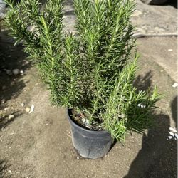 ROSEMARY’S PLANT’S🌿🪴/ ROMEROS 🌿🪴 $10.00EACH