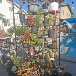 Big Variety Of Beautiful Plants