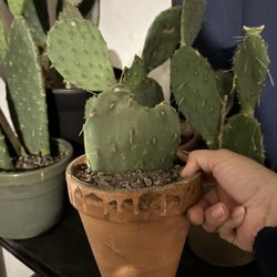 Mature cactus pad plant California