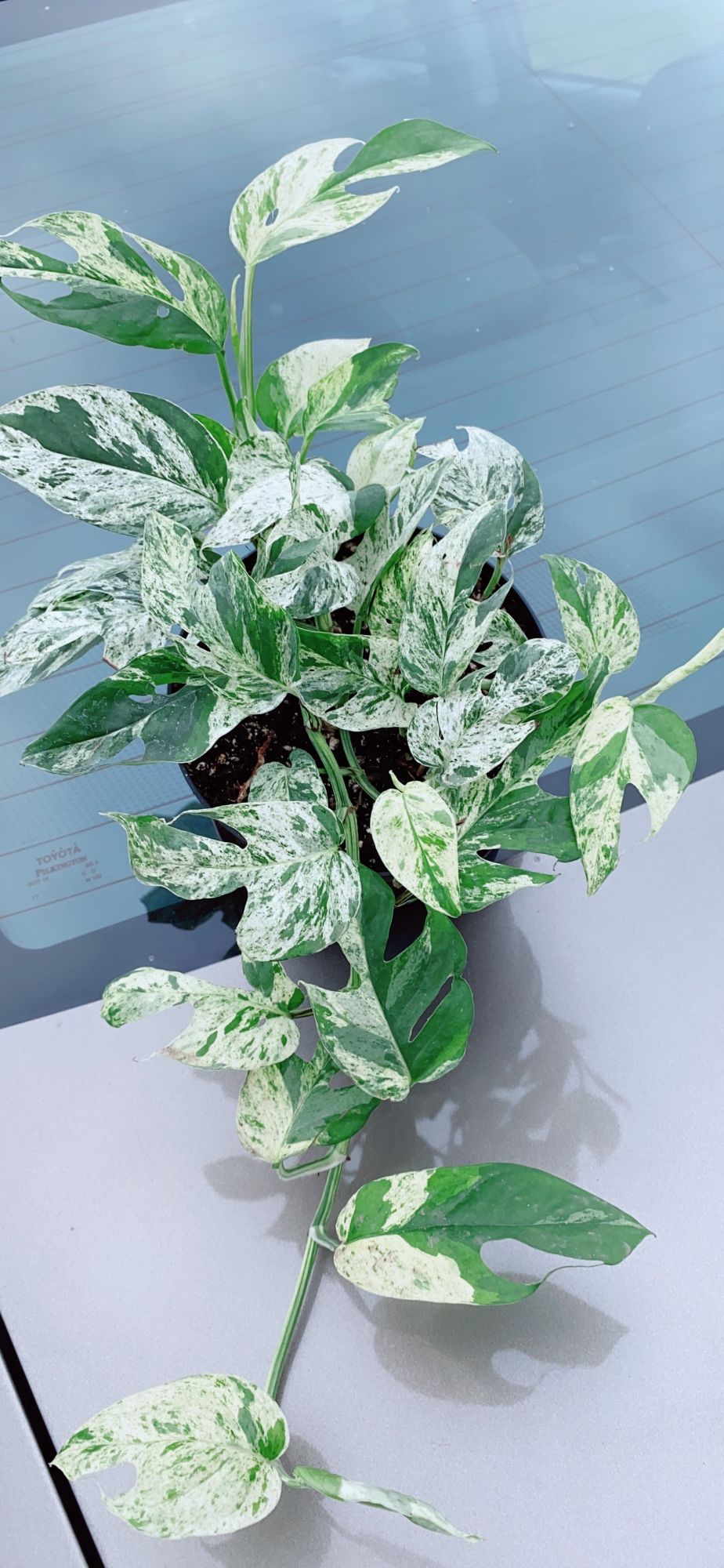 Epipremnum Pinnatum Marble “ Rare Plant”