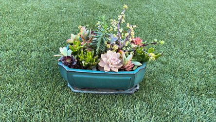 Ceramic Succulent arrangement