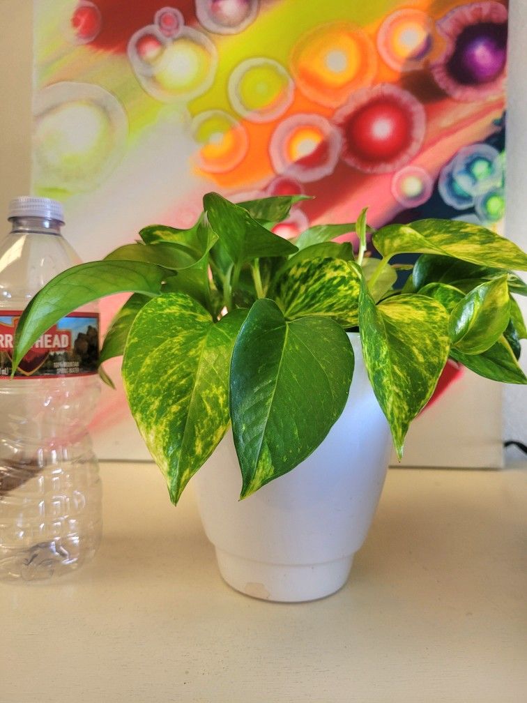 Golden Pothos Plant rooted In Water With A Ceramic Pot