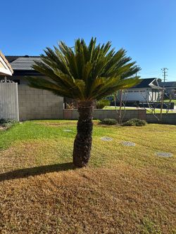 Saga palm tree