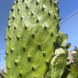 Nopales Frescos $4  Por Diez Pencas