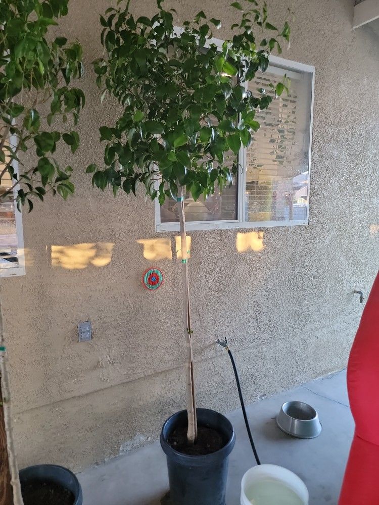 (3)Japanese Privet Tree -7 Gallon