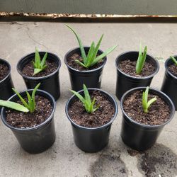 Aloe Vera Plant Plants