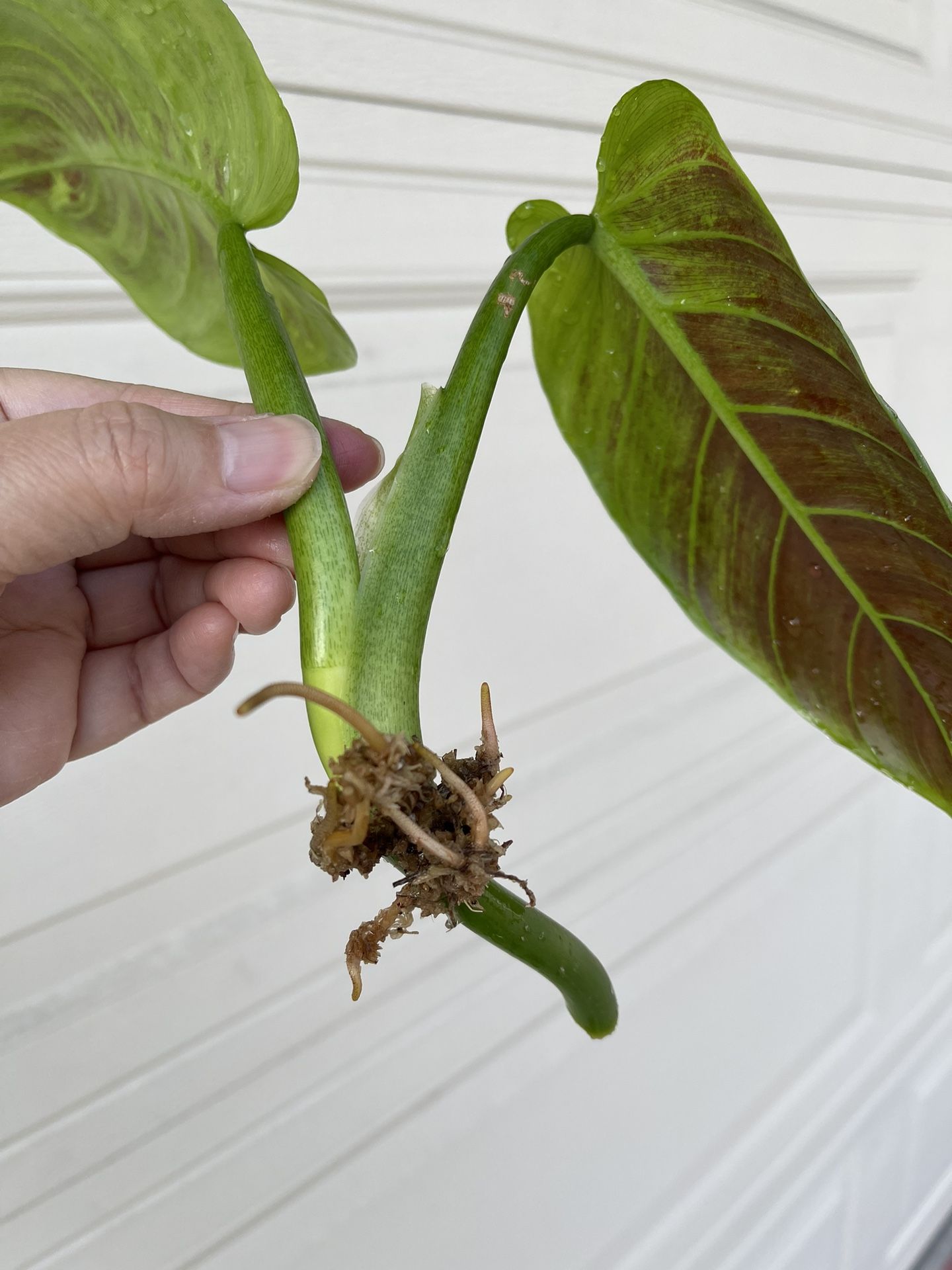Beautiful Philodendron Subhastatum ( Red Back) Top Plant CUTTING- Active Roots 