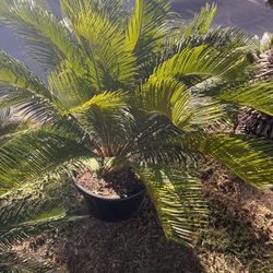 Sago palm